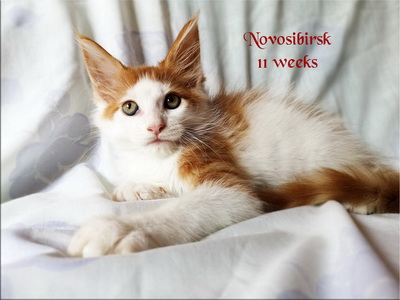 Novosibirsk11w