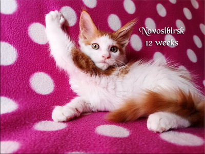 Novosibirsk12w