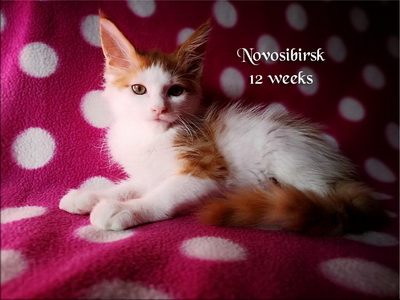 Novosibirsk12w