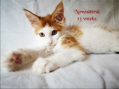 Novosibirsk13w