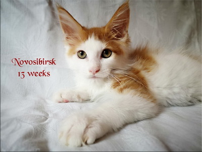 Novosibirsk13w