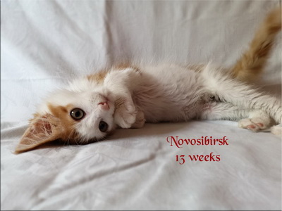 Novosibirsk13w
