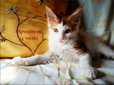 Novosibirsk14w
