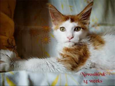 Novosibirsk14w