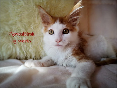 Novosibirsk15w
