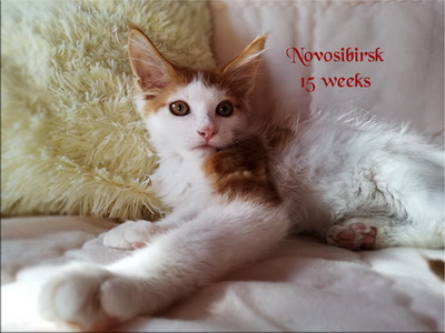 Novosibirsk15w