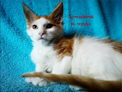 Novosibirsk16w