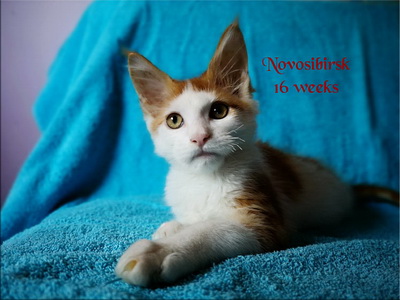 Novosibirsk16w