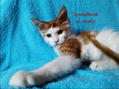 Novosibirsk16w