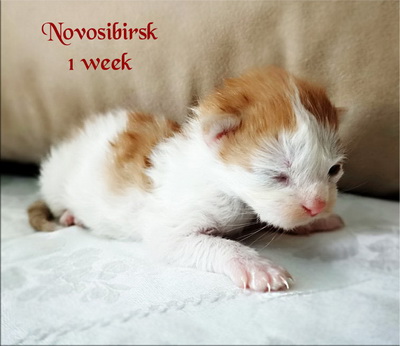 Novosibirsk