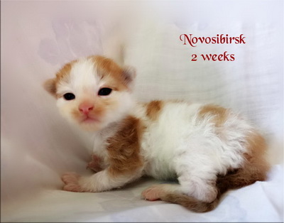 Novosibirsk2w