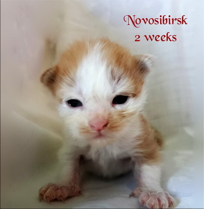 Novosibirsk2w