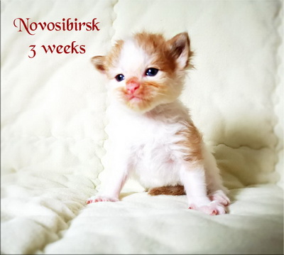 Novosibirsk3w