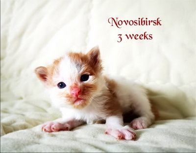 Novosibirsk3w