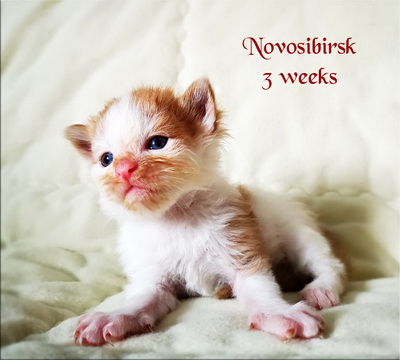 Novosibirsk3w