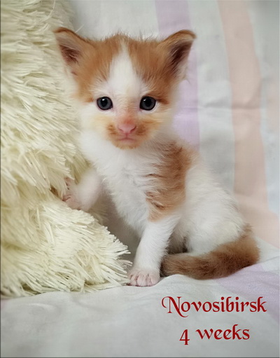 Novosibirsk4weeks