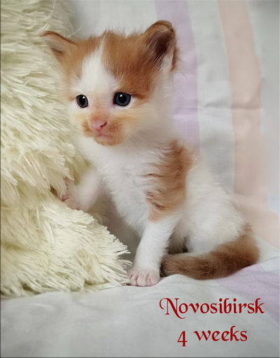 Novosibirsk4weeks