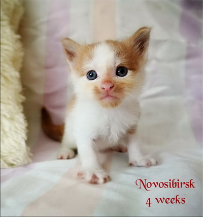 Novosibirsk4weeks
