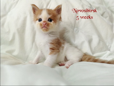 Novosibirsk5w