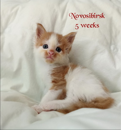 Novosibirsk5w
