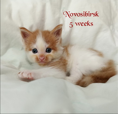 Novosibirsk5w