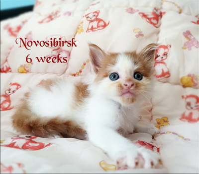 Novosibirsk6w