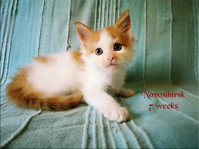 Novosibirsk7w