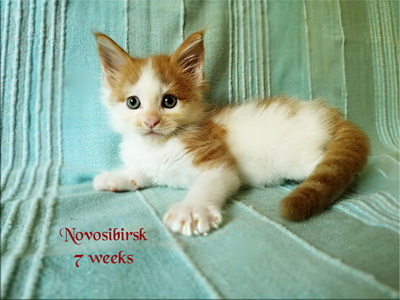 Novosibirsk7w