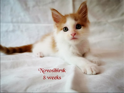 Novosibirsk8w