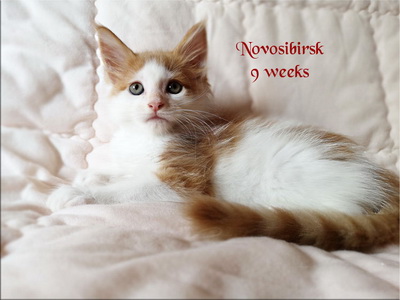 Novosibirsk9w