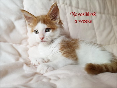 Novosibirsk9w