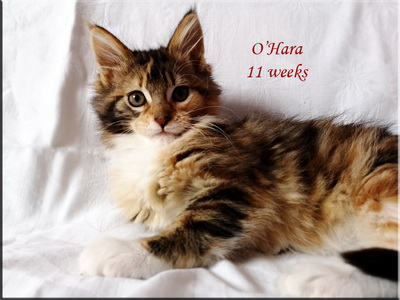 oahar11