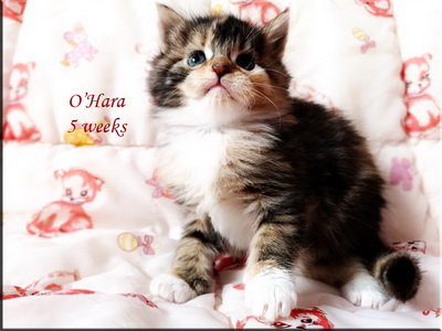 ohara5w