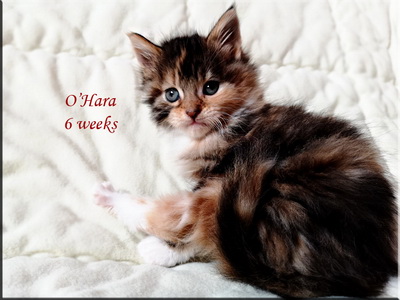 ohara6w