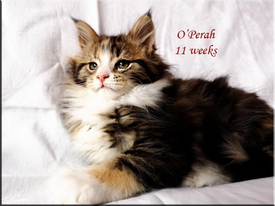 operah11