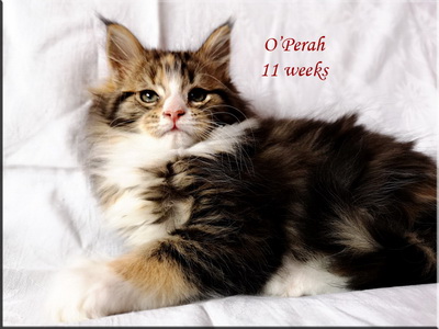 operah11