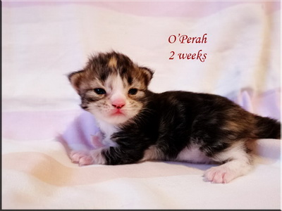 operra2w