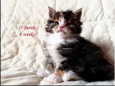 opera6w