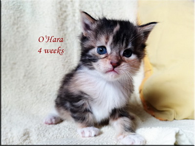 ohara4w