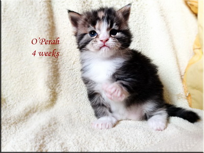 operah4w