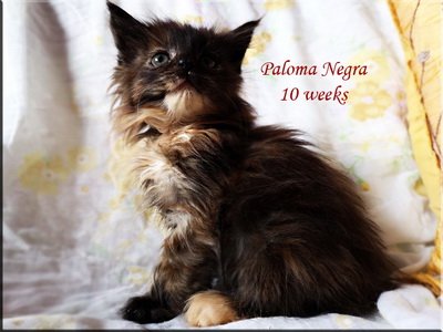 paloma10w