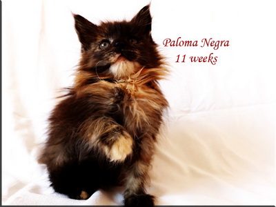 paloma11w