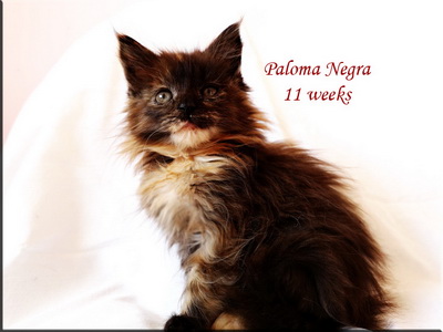 paloma11w