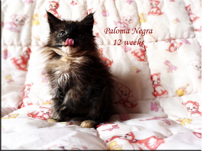 paloma12w