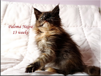 paloma13w