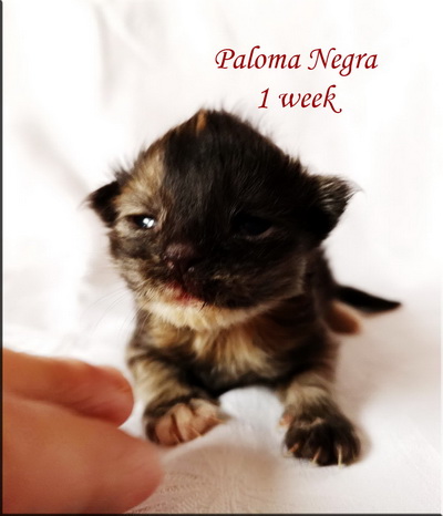 palomanegra1w1