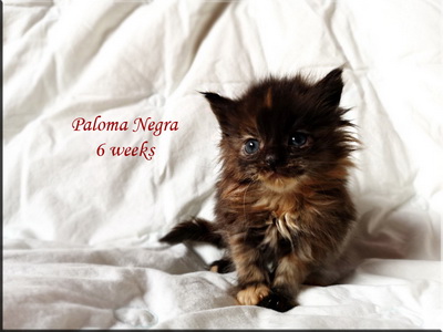 paloma6w