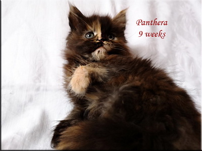 panthera9w