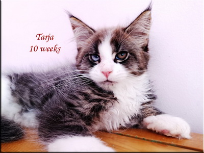 traja10