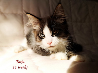 tarja11
